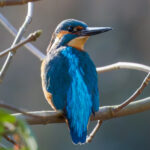 Eisvogel auf einem Ast