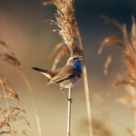 Blaukehlchen im Schilf