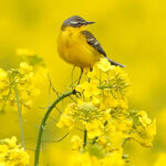 Vogel im Raps