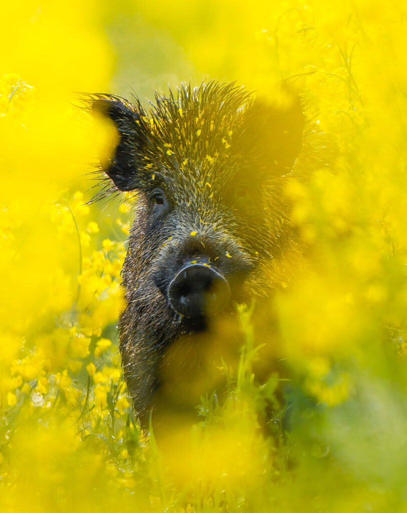 Wildschwein im Raps