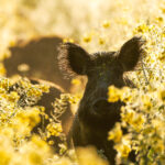 Wildschwein im Raps