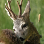Rehbock_Portrait