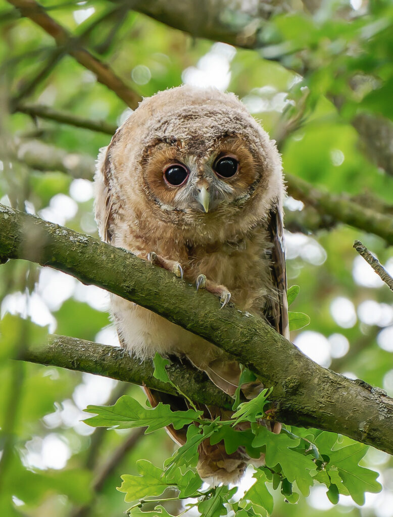 Waldkauzästling auf in einer Eiche