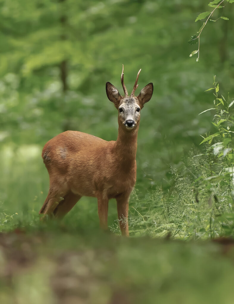 Rehbock im Wald