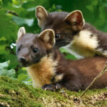 Baummarder Paarung