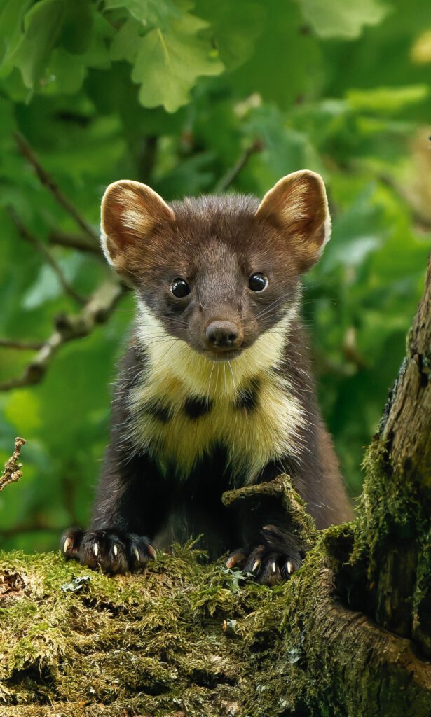 Baummarder in einer Eiche