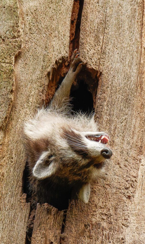 Waschbär-Welpe in einer Baumhöhle