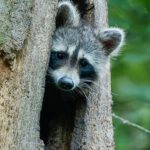Waschbär in einer Baumhöhle