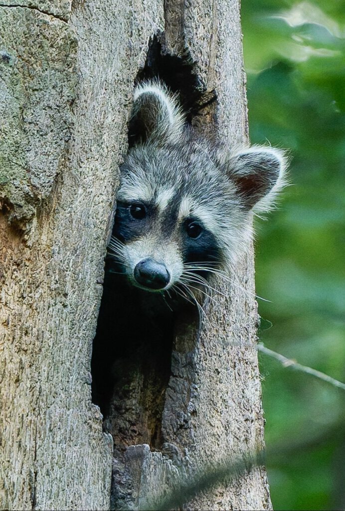 Waschbär in einer Baumhöhle