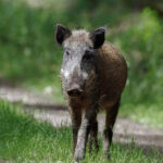 Wildschwein im Wald