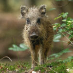 Frischling im Wald