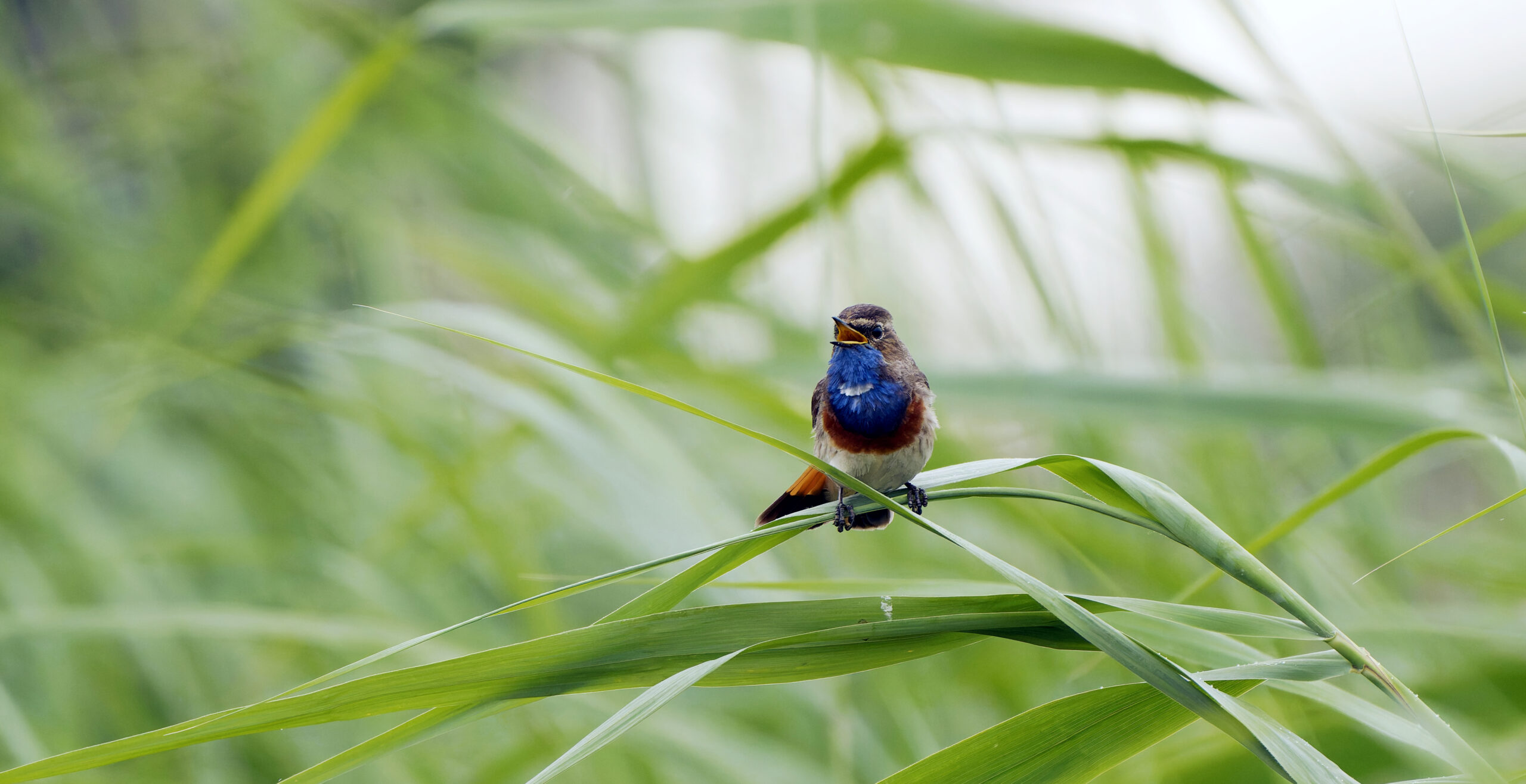 Blaukehlchen im Schilf
