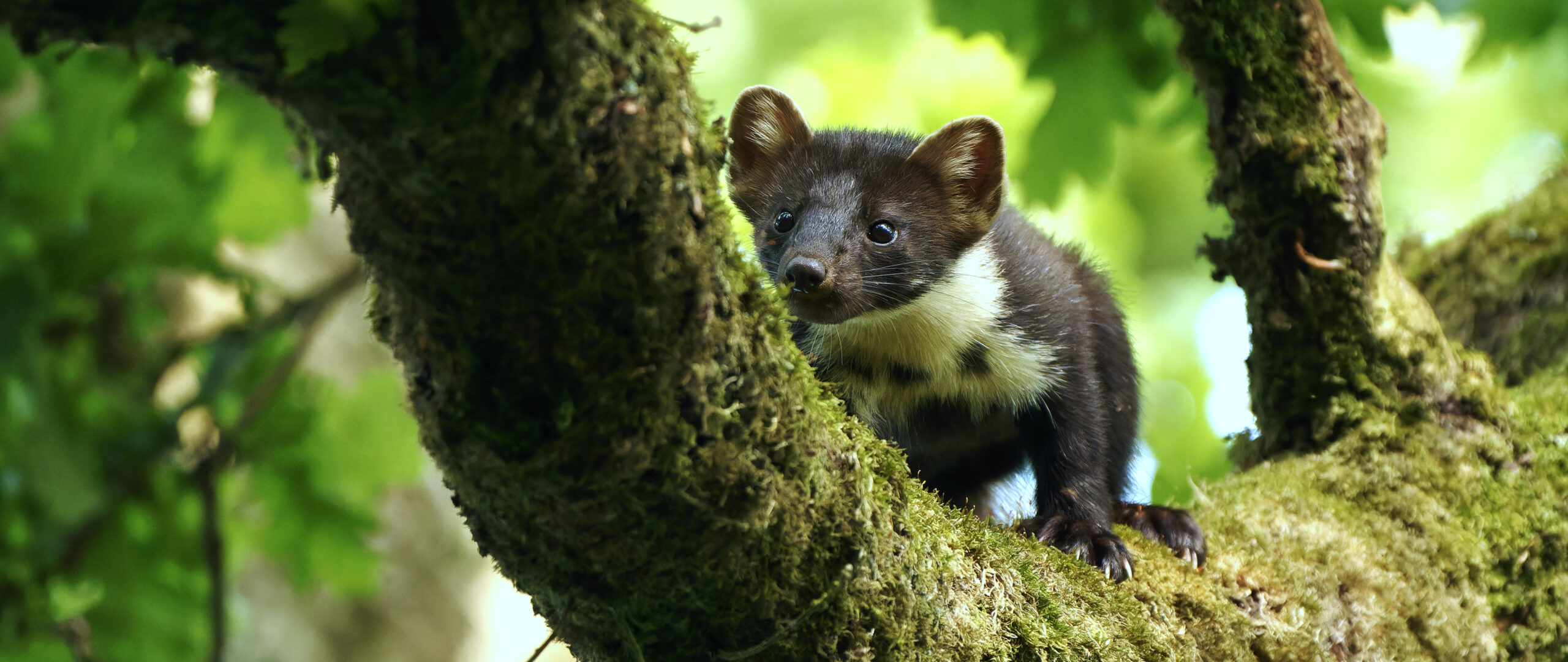 Baummarder im Baum