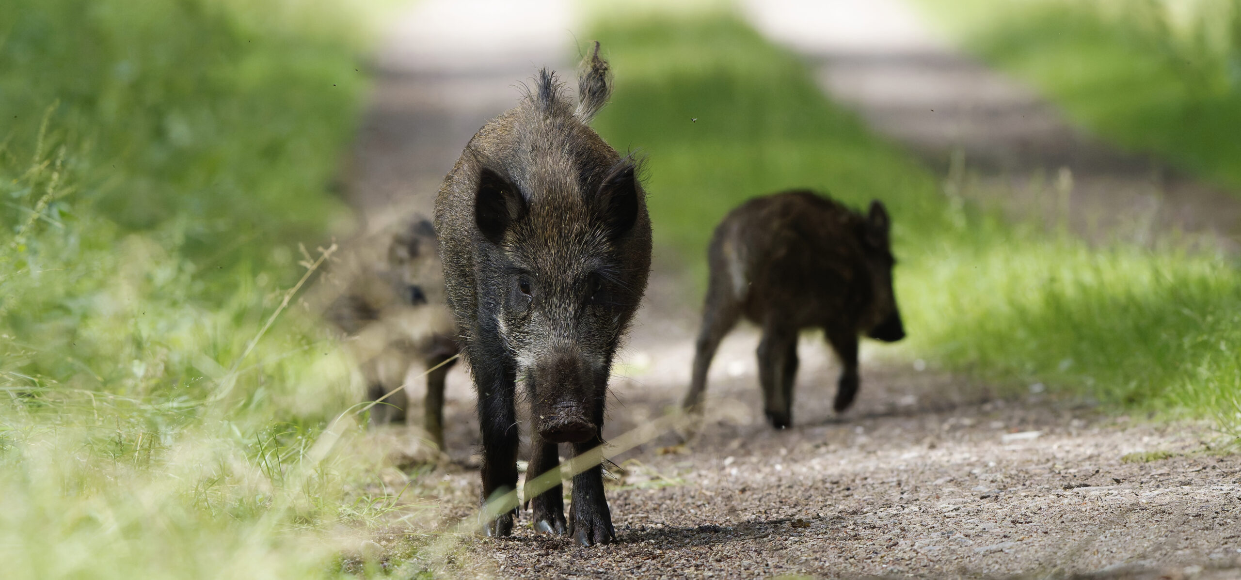 Wildschweine auf Waldweg