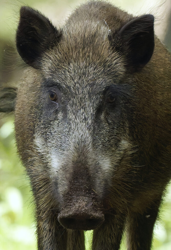 Wildschwein