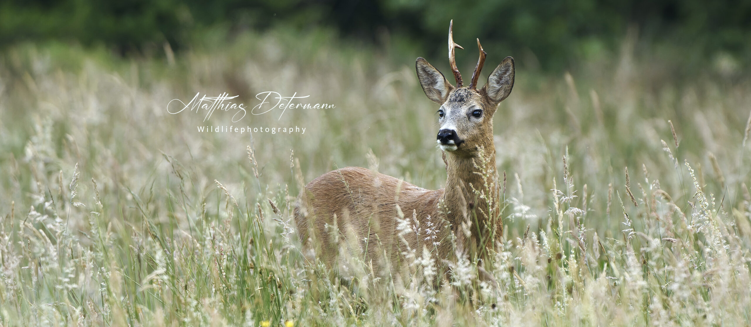 Rehbock im Feld